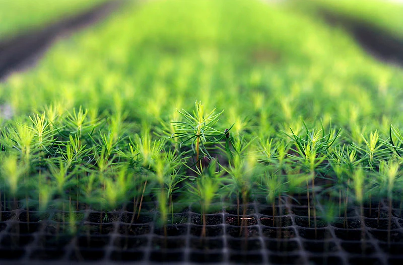 Plants in nursery