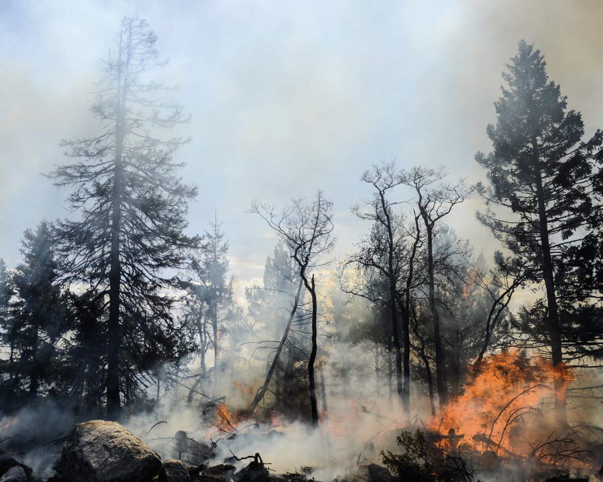 Naturvårdsbränning i Likstammen