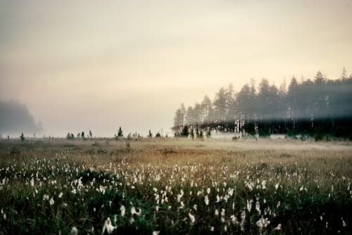 Wetland meadow with forest 