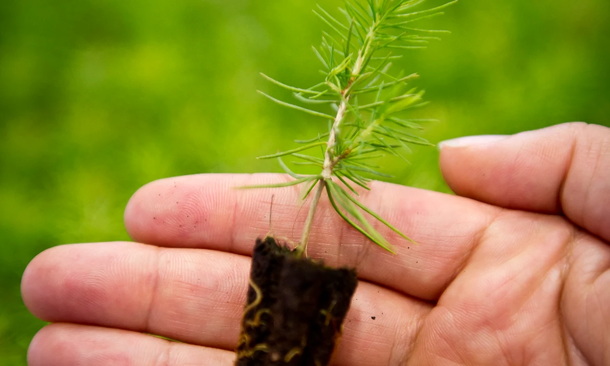 Plant In Hand