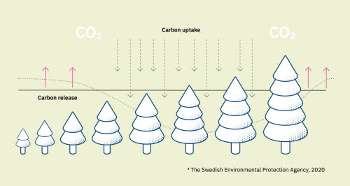 The age of the forest affects its carbon uptake