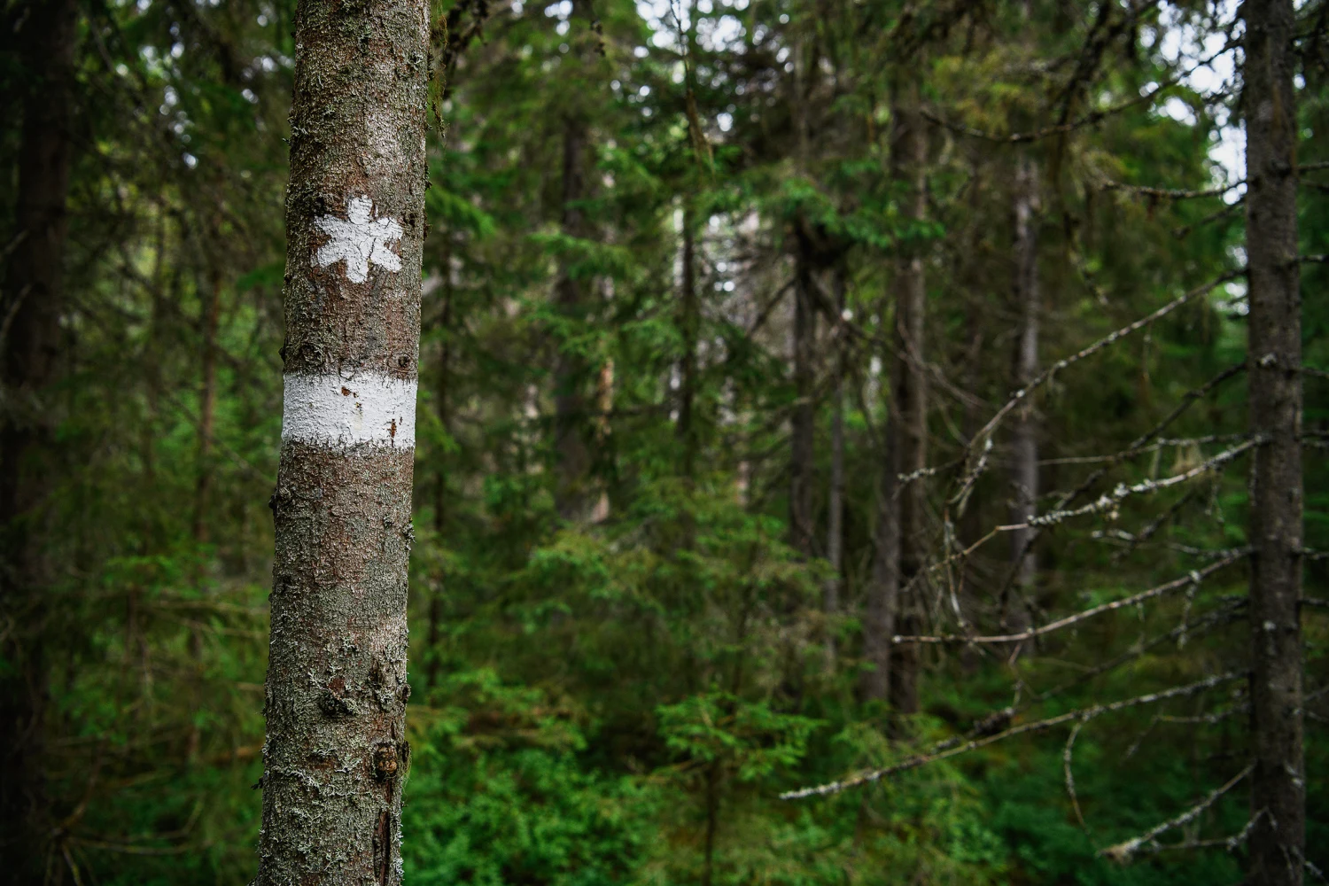Gränsmärke till område med skyddad skog
