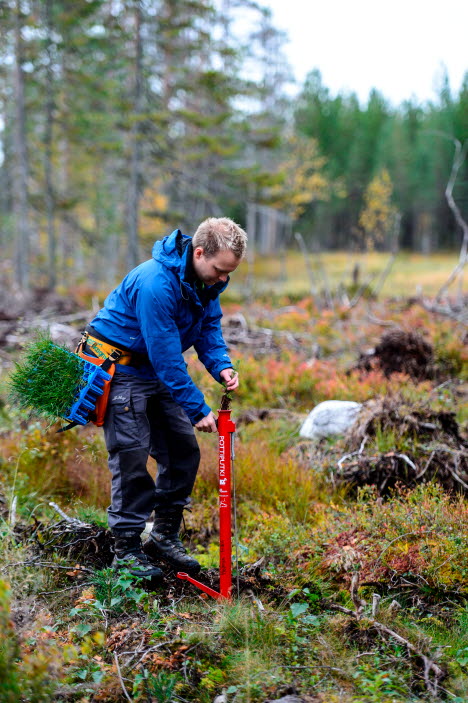 Planting seedlings for forest generation