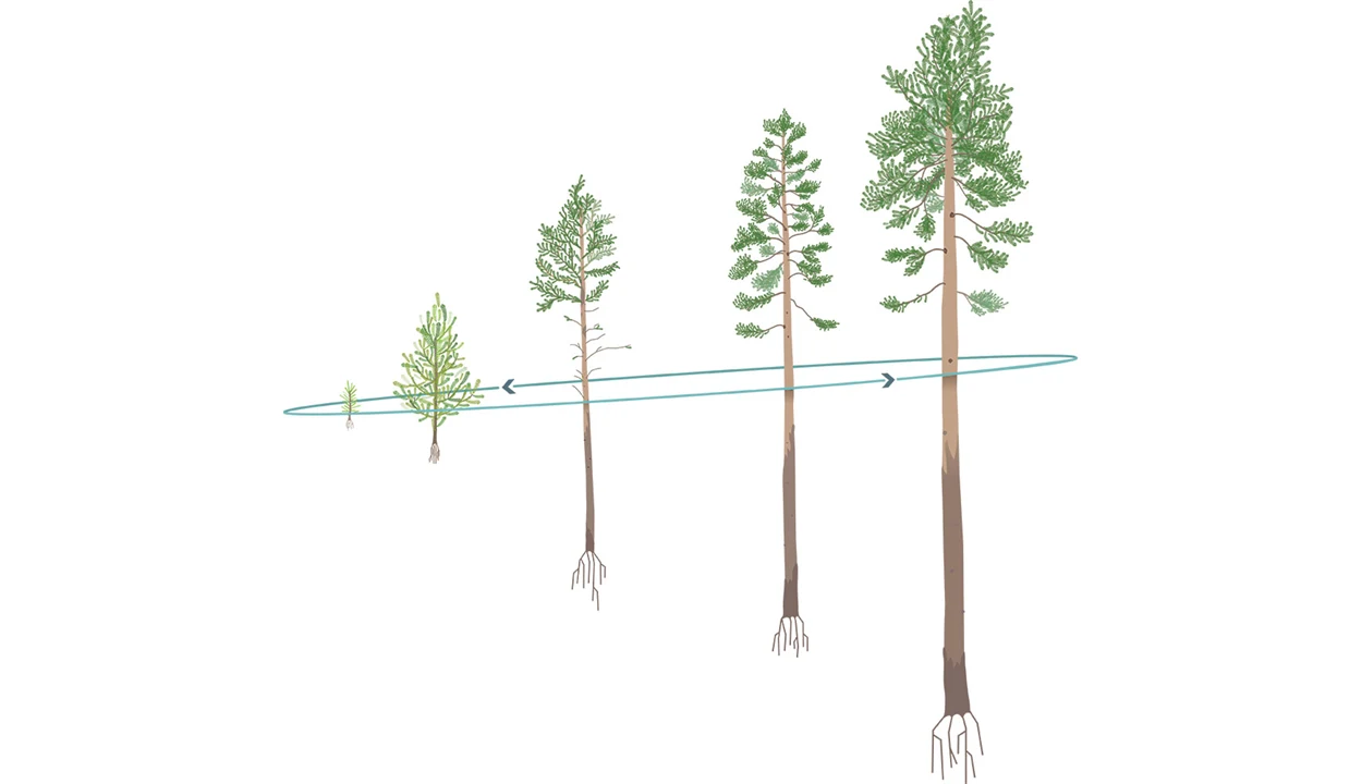 Graphical illustrations of trees