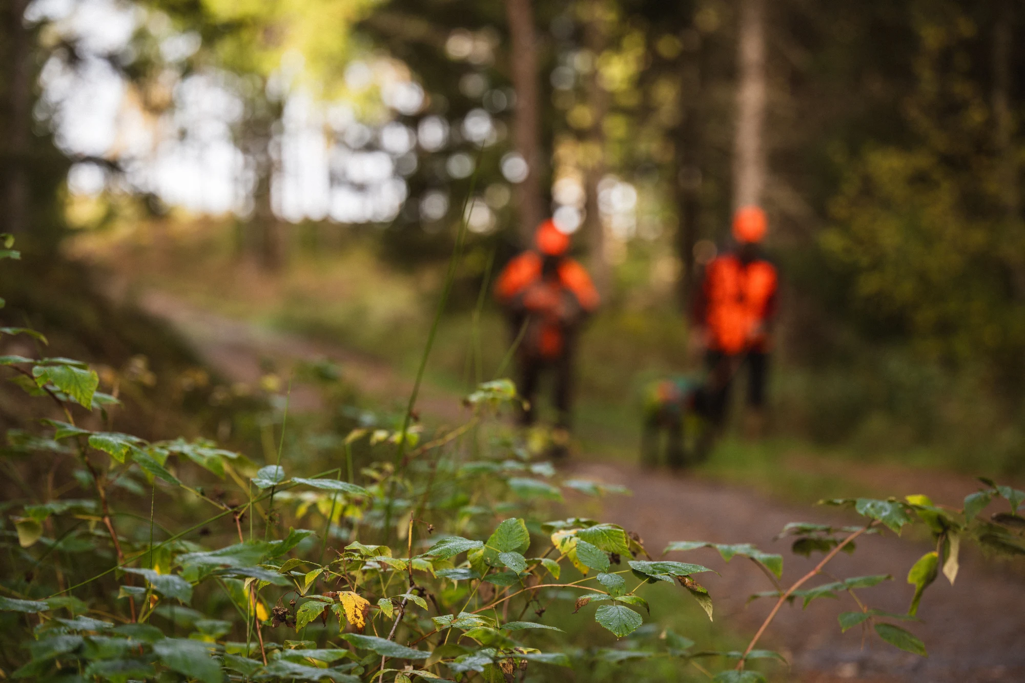 Jägare går i skogen med hund