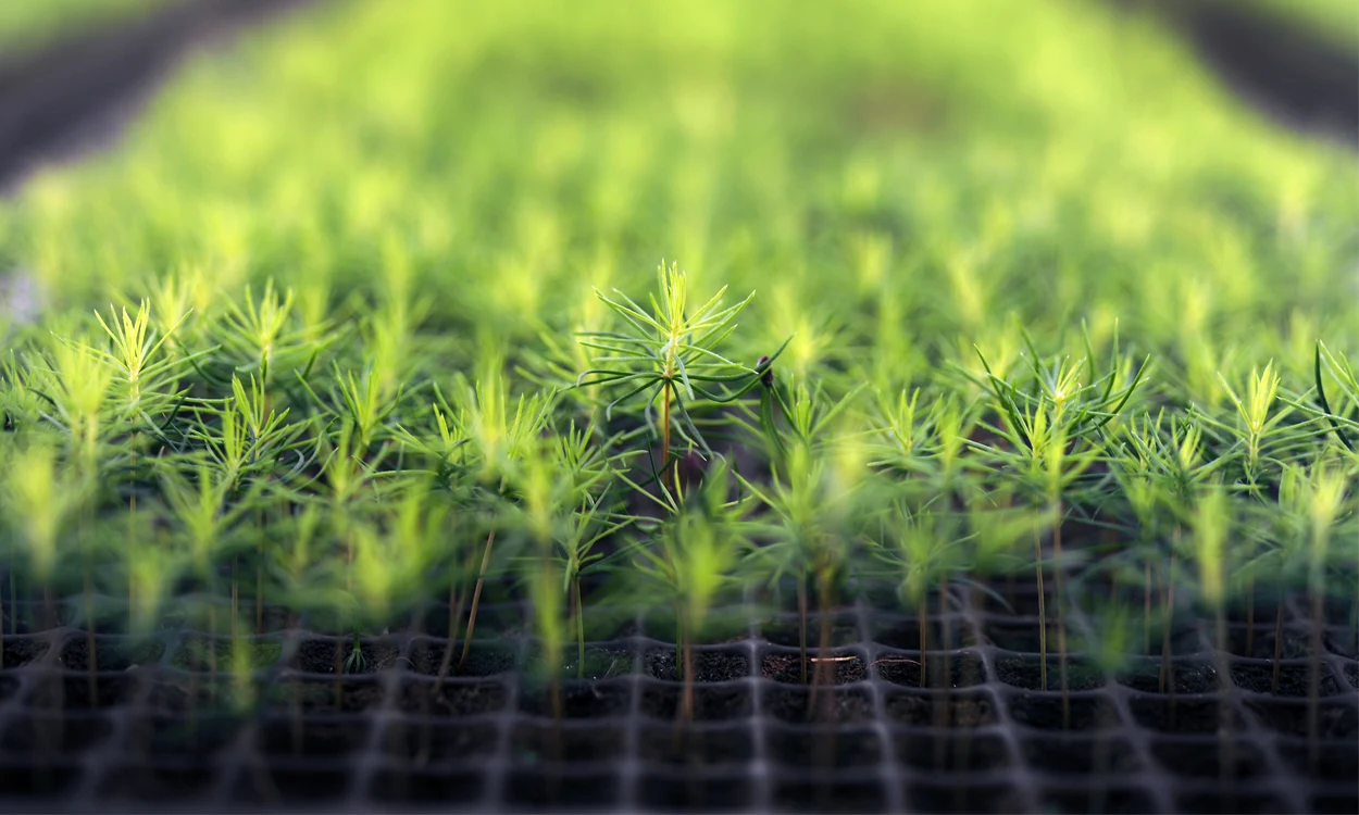 Newly planted tree plants