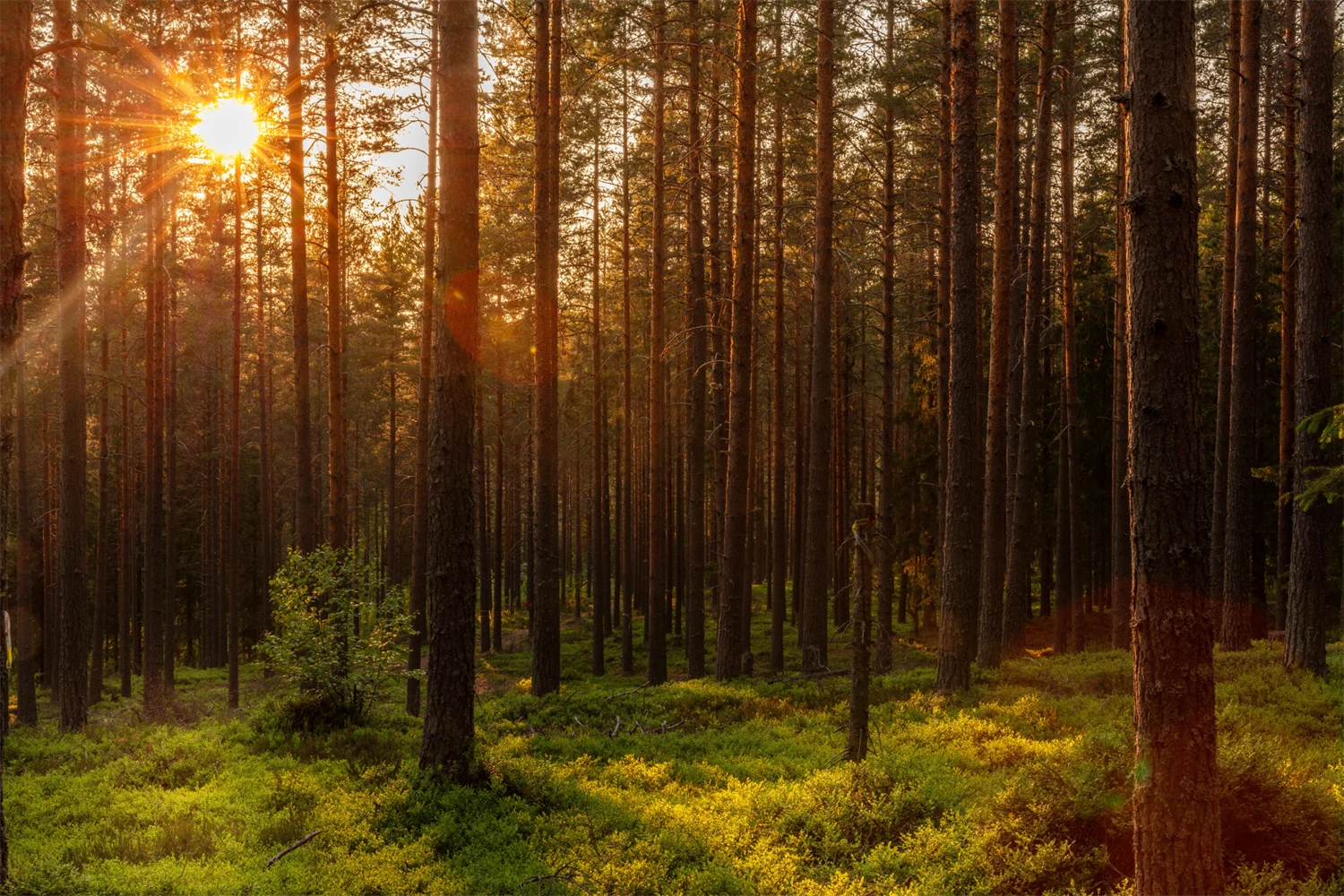 Skogsindustriernas Framtidsagenda - tre löften för en mer hållbar framtid.