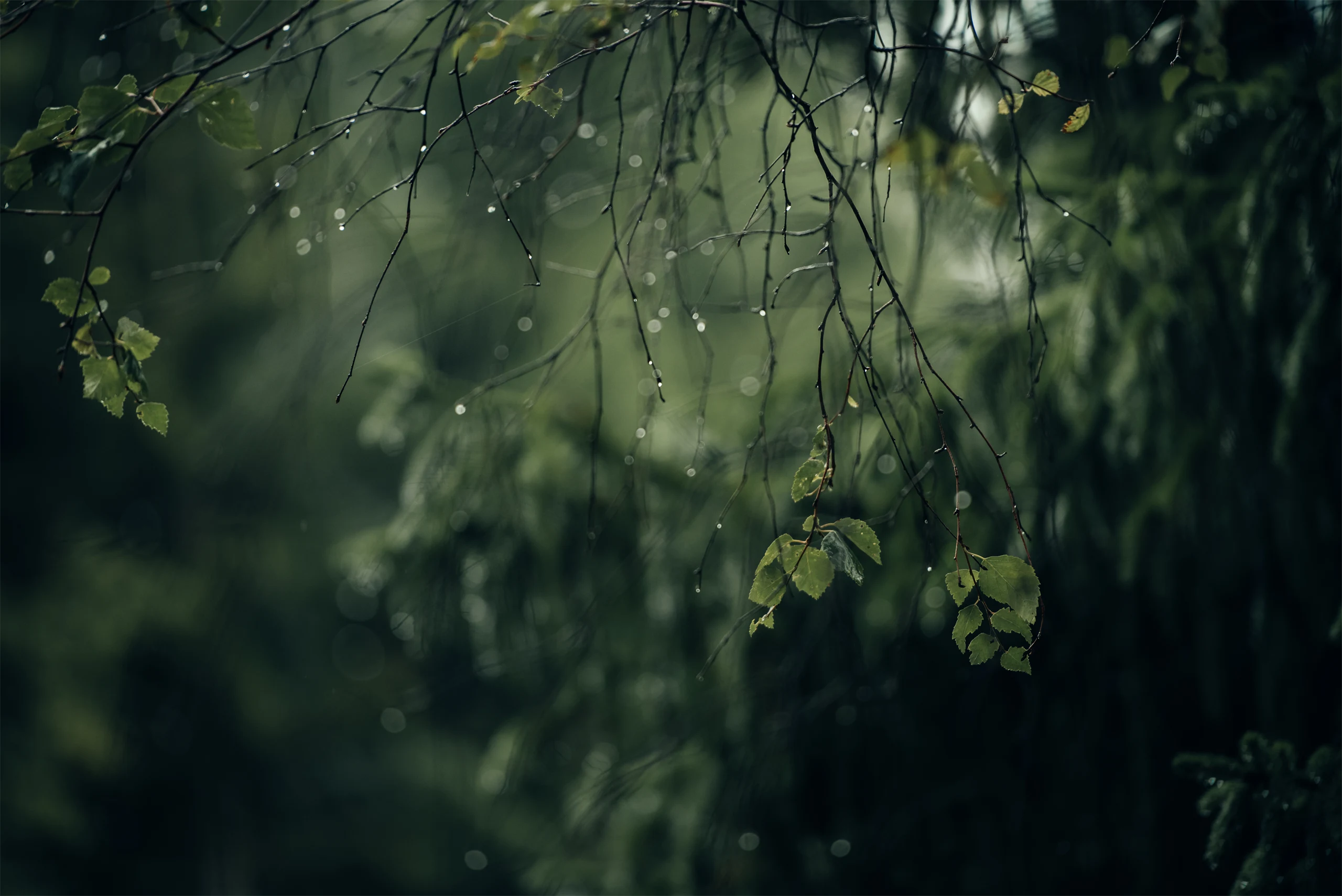 Regn i skogen