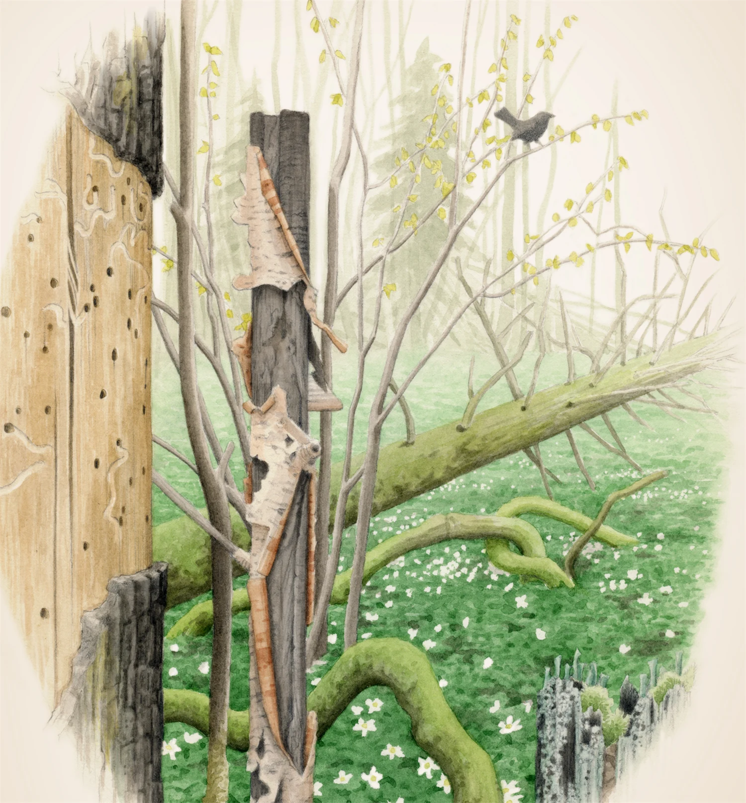 Illustration av Nadia Nörbom som visar död ved i skogen