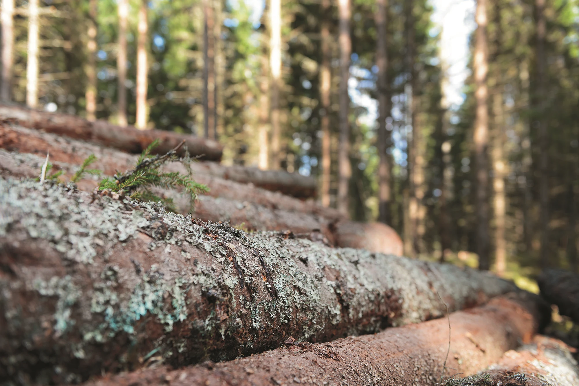Höstdimma i blandskog