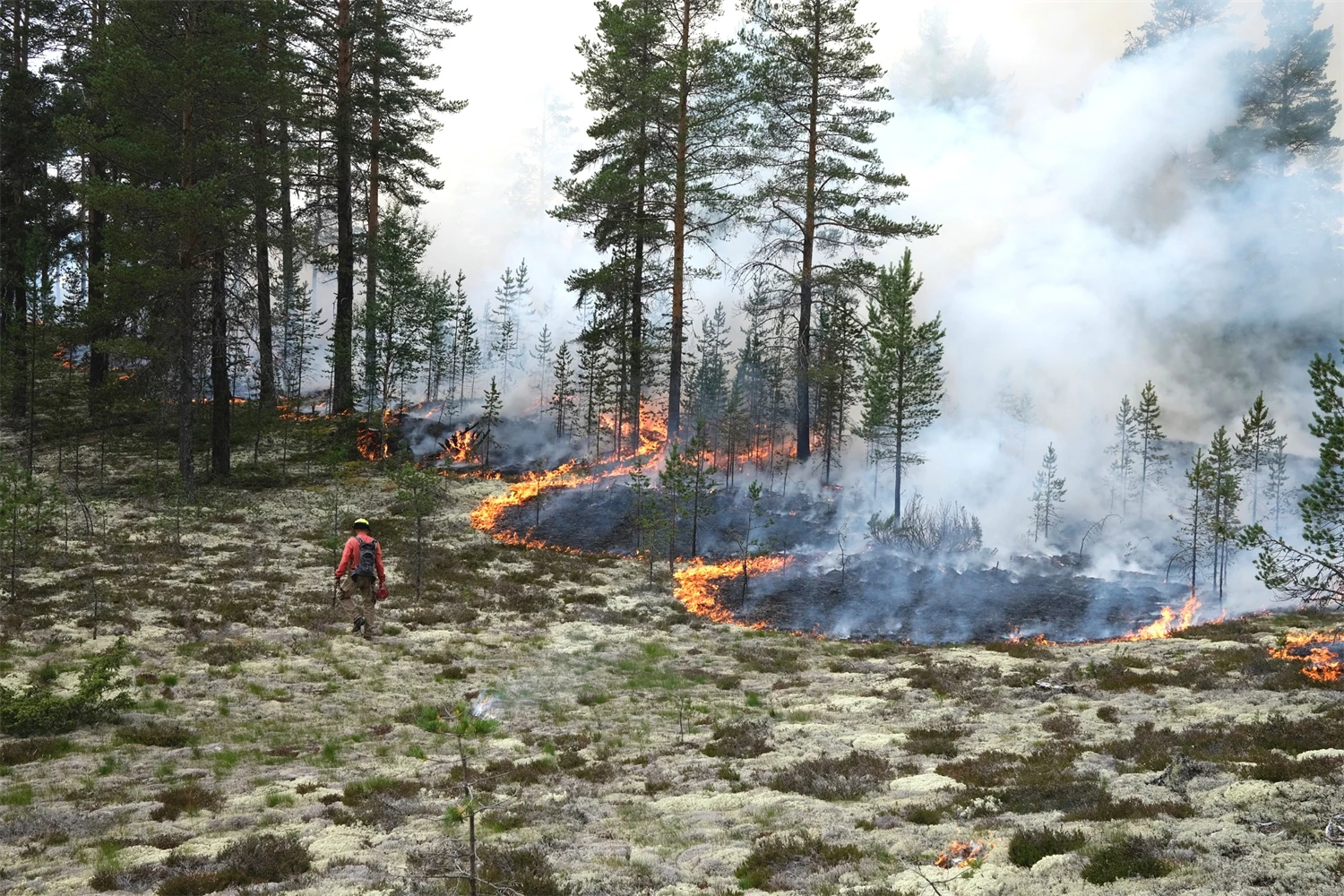 Människa som går i kanten av en naturvårdsbränning.