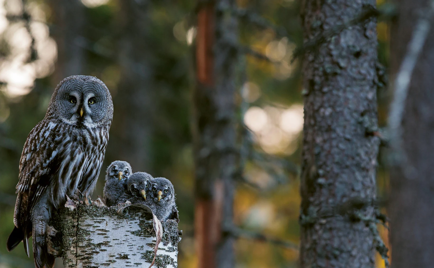 Biologisk mångfald i skogen