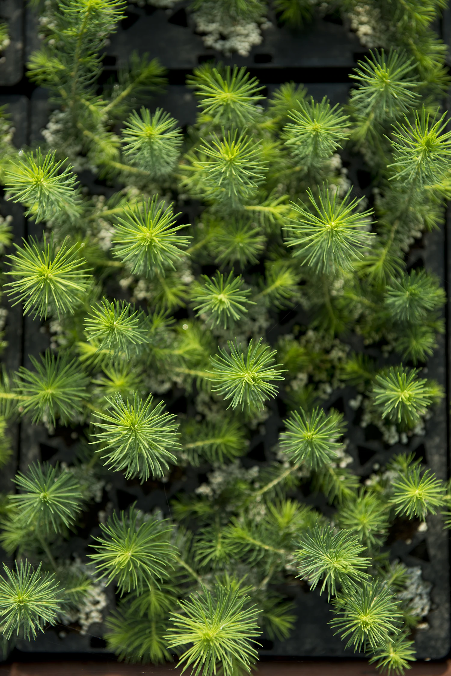 Granplantor för återplantering i skogen