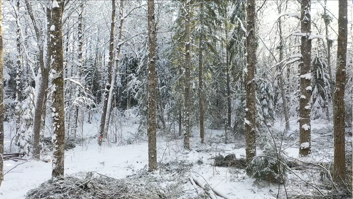 Ekar och andra lövträd i vinterlandskap, granris på marken.