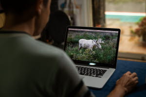 Kevin Chen looking at computer for images of the Swedish moose