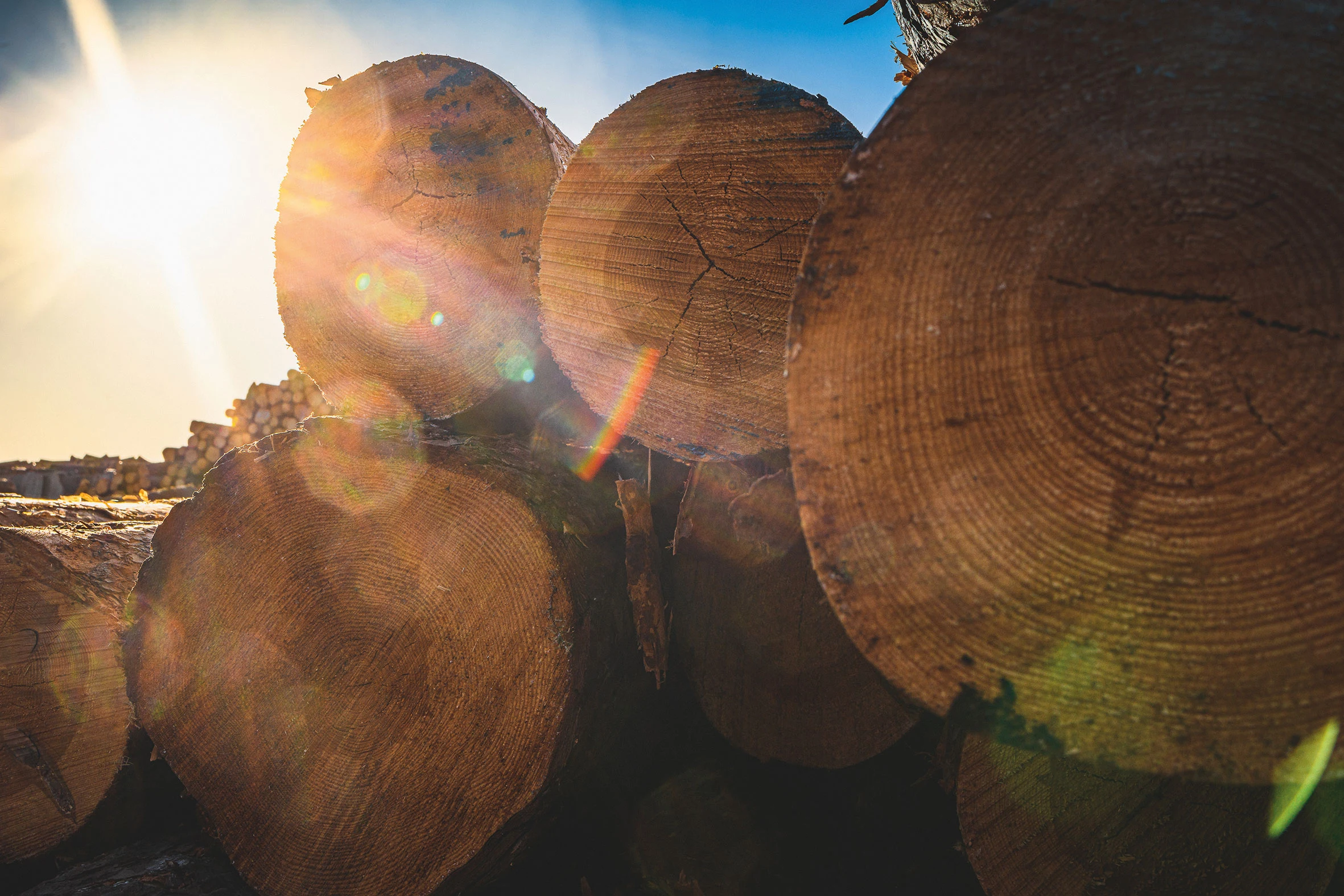 Picture of girl inside of the sawmill