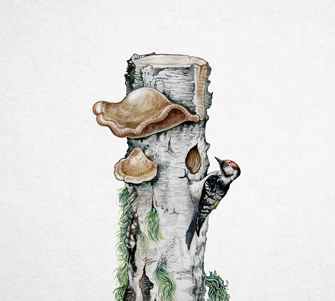 Illustration av högstubbe med hackspett och svamp
