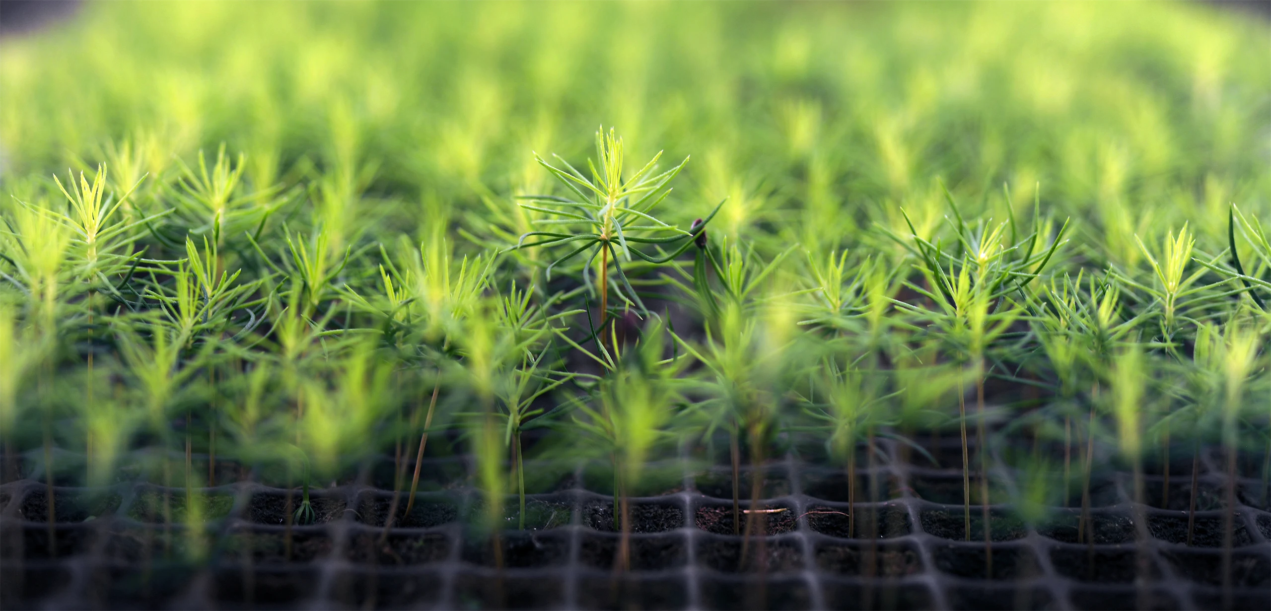Solstrålar silas genom träden och träffar ungskog