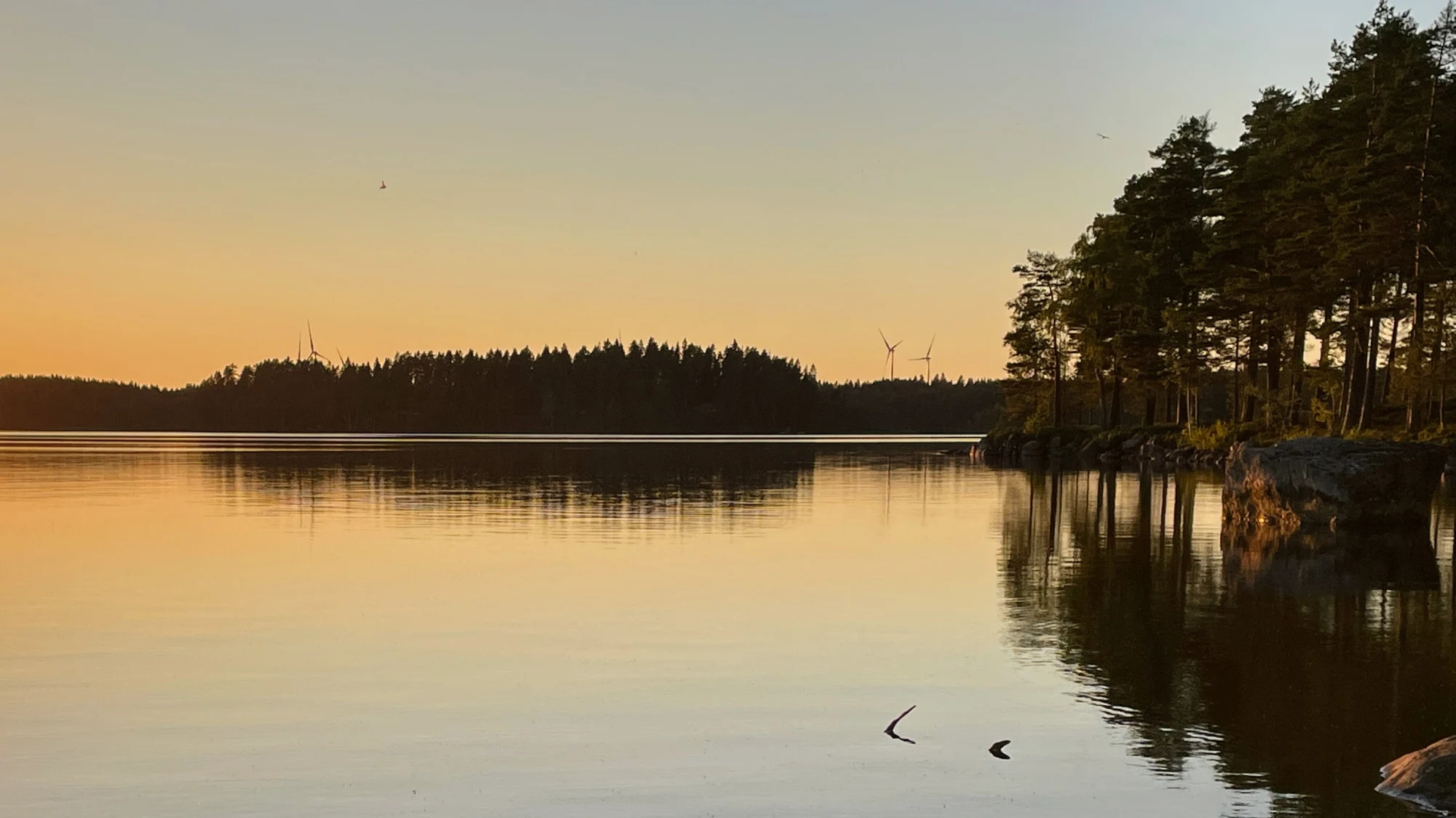 Skog med dimma