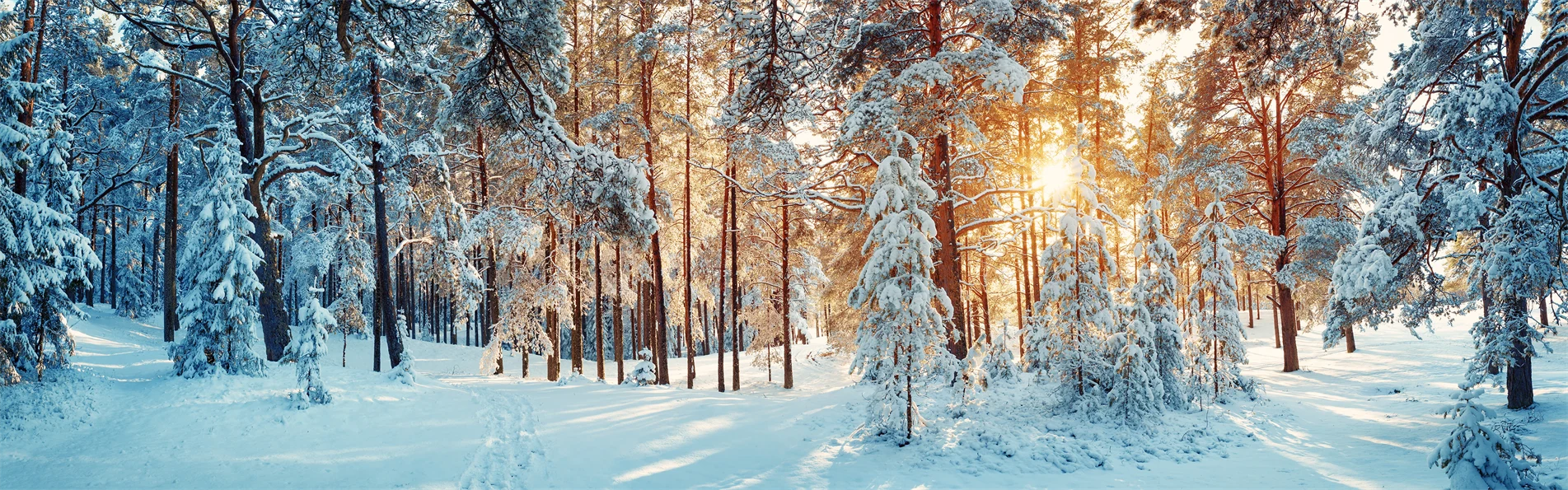 Forest covered in snow