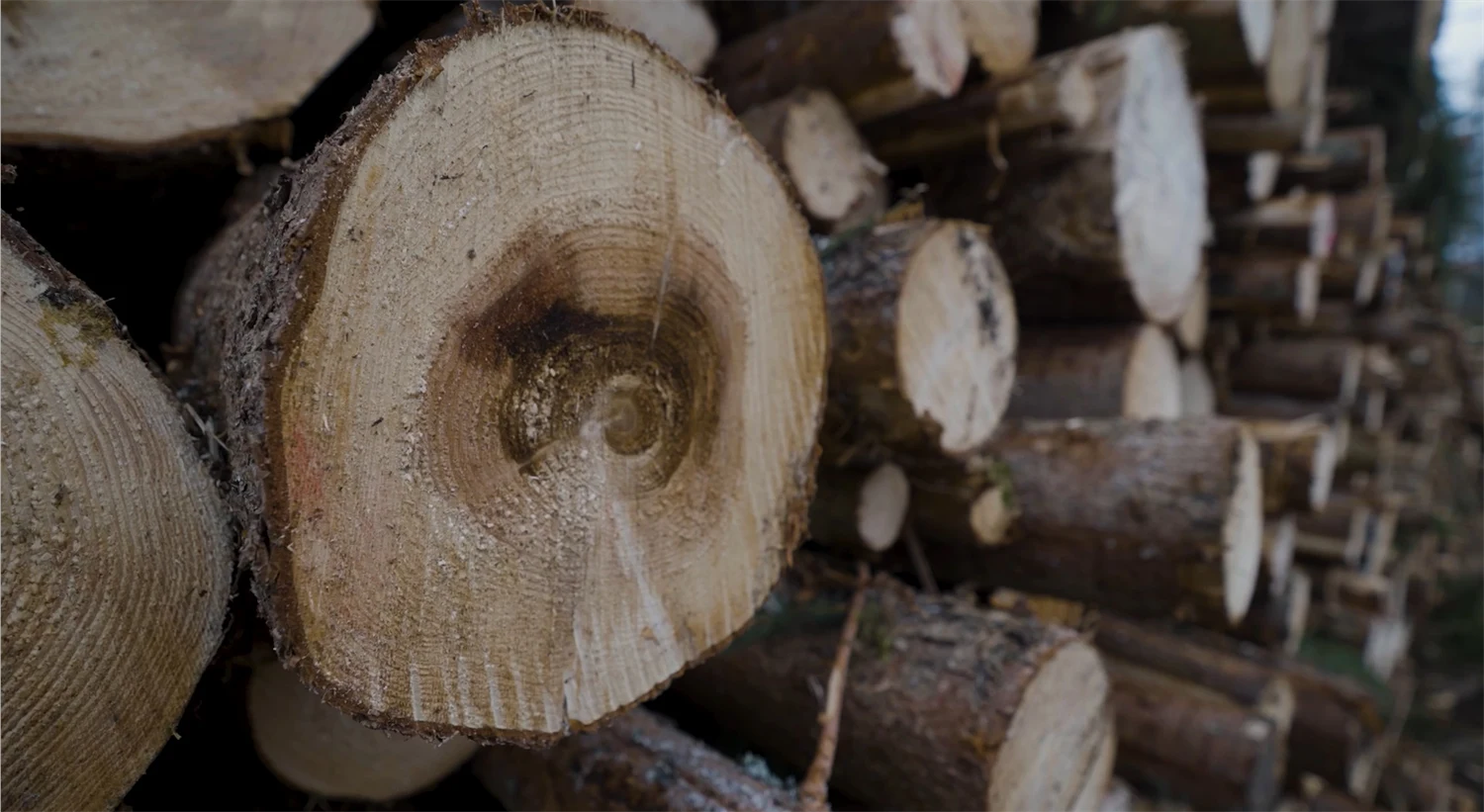 Virkestrave med en stock med rötskadat virke.