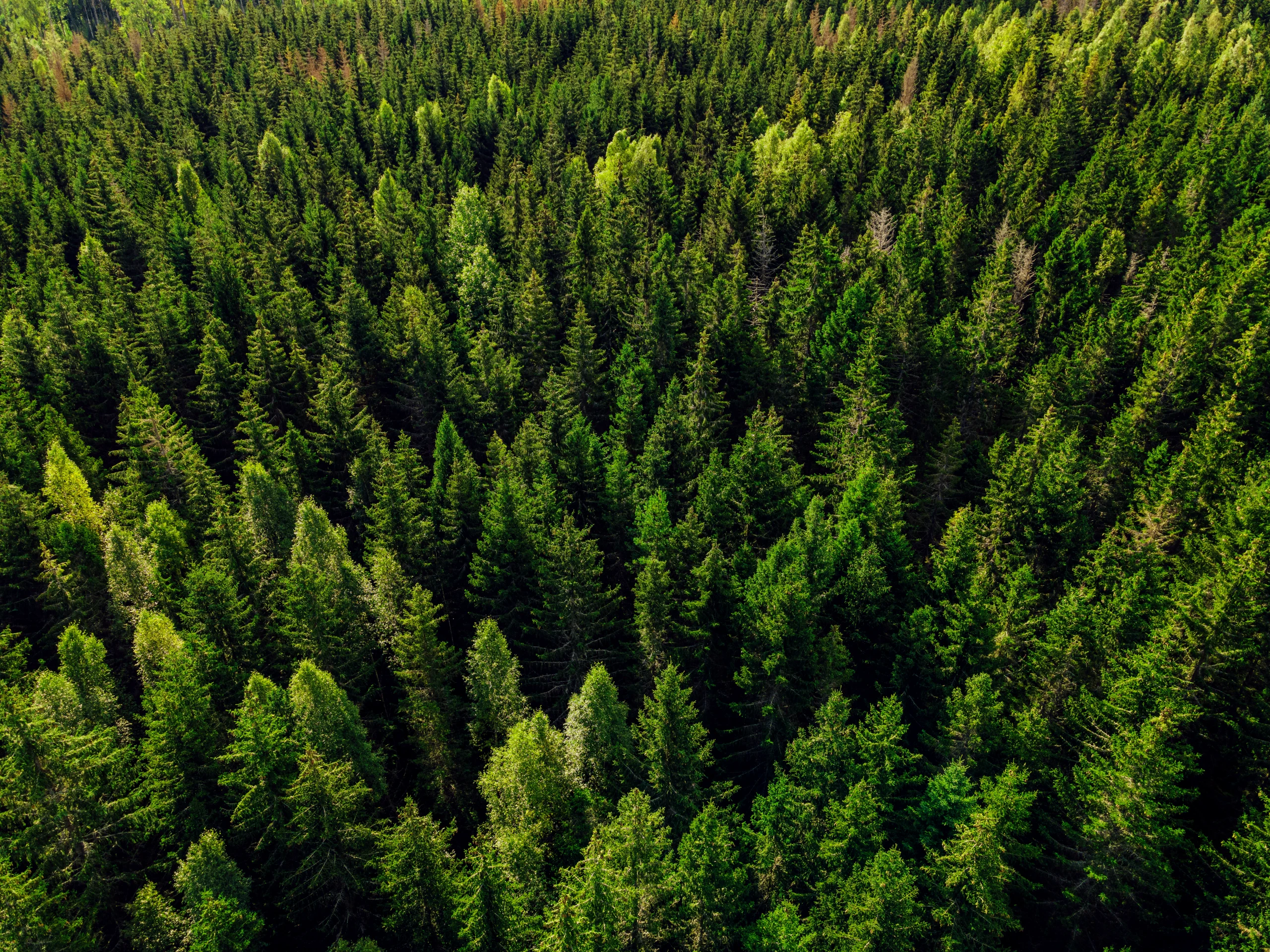 Gröna spirande blad 