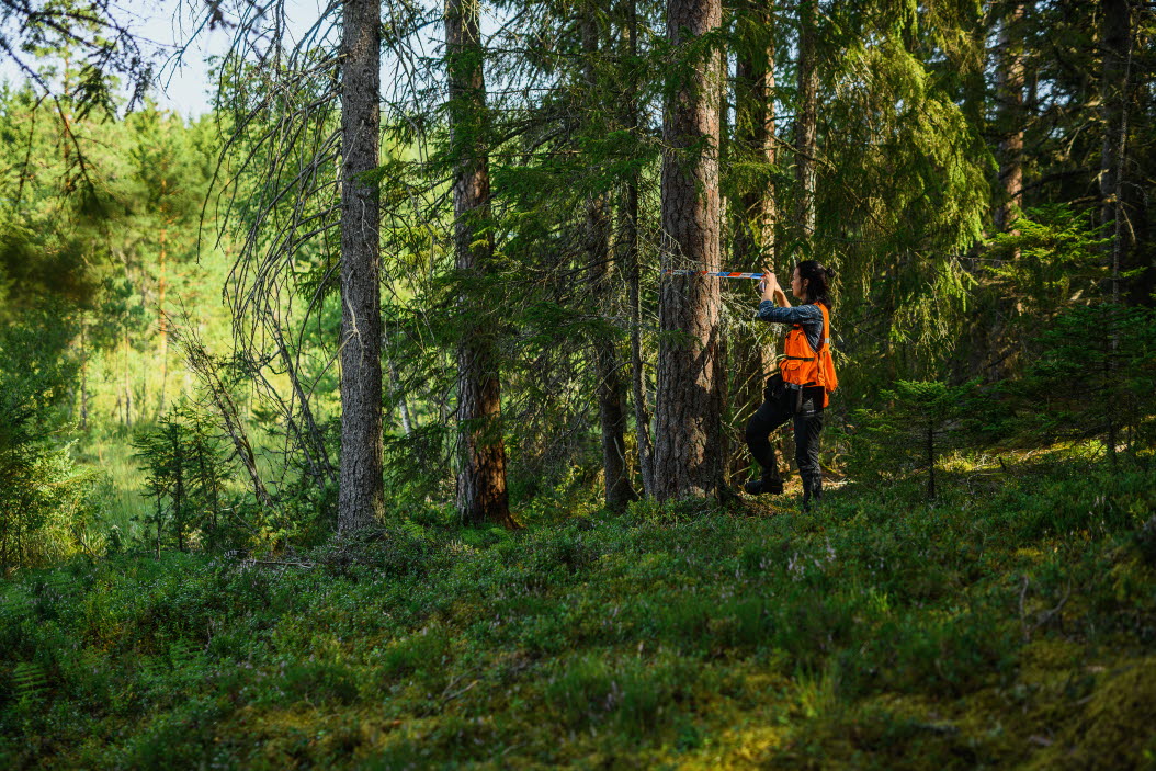Kvinnlig traktplanerare märker ut träd i skogen