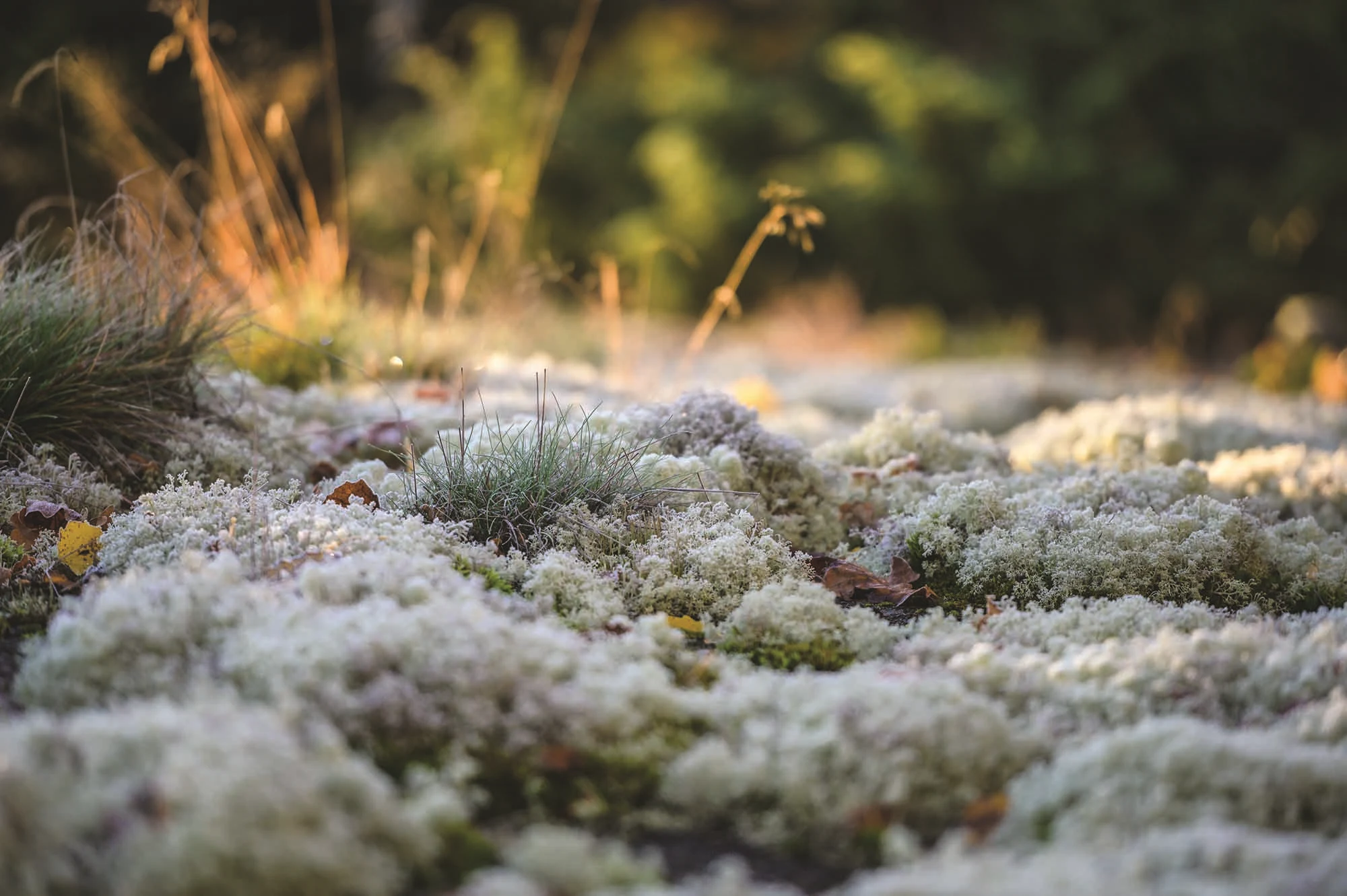 Mossa i fin varmt ljus i skogen