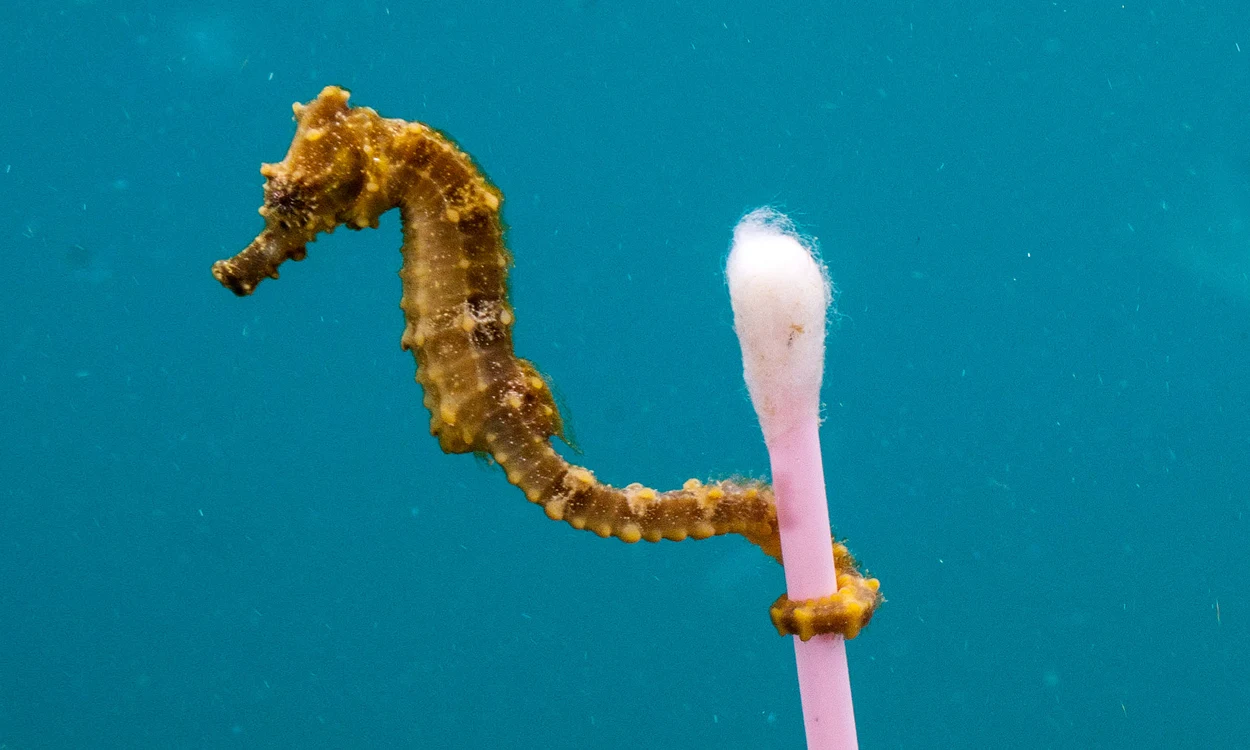 Seahorse wrapped around a q-tip in the ocean.