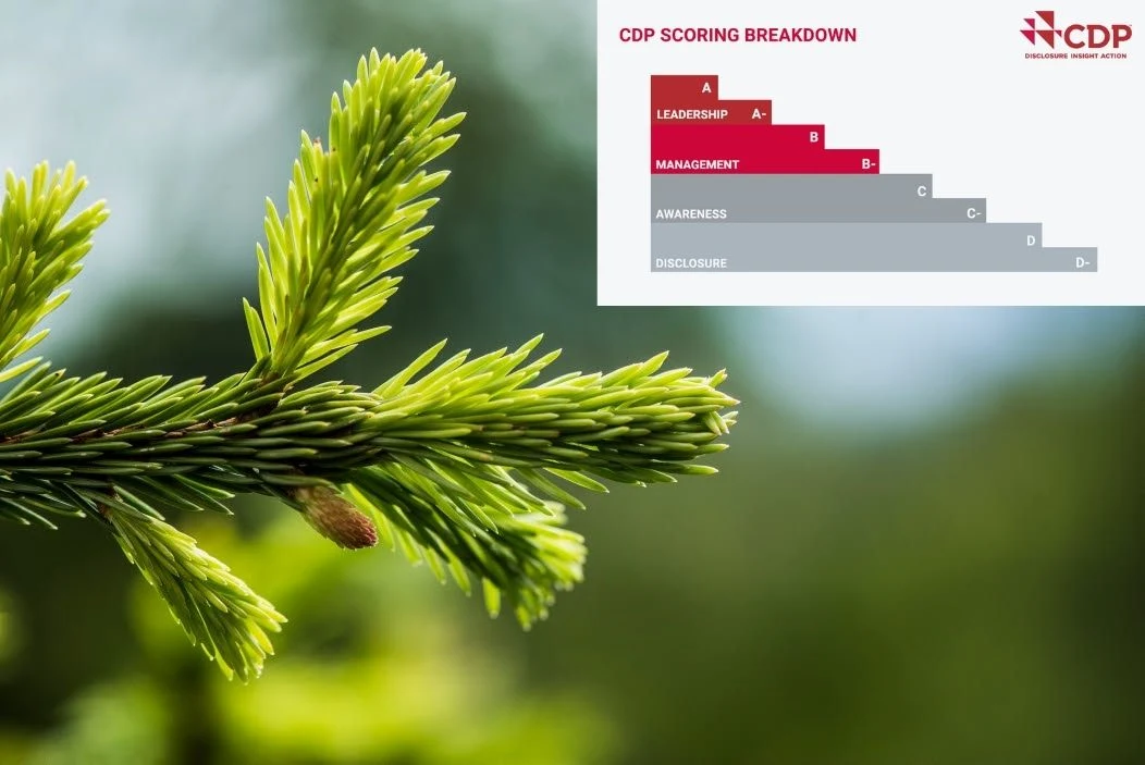 Holmen scores highly in CDP climate and forestry