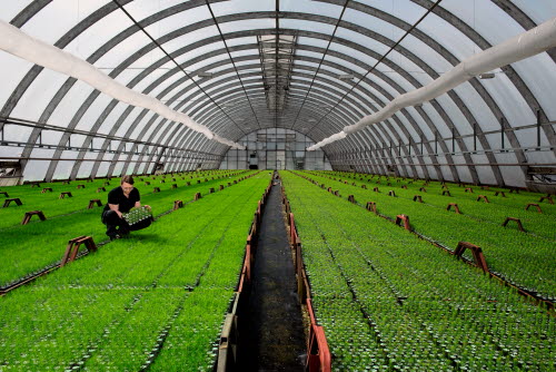 One of Holmen's nurseries for growing seedlings