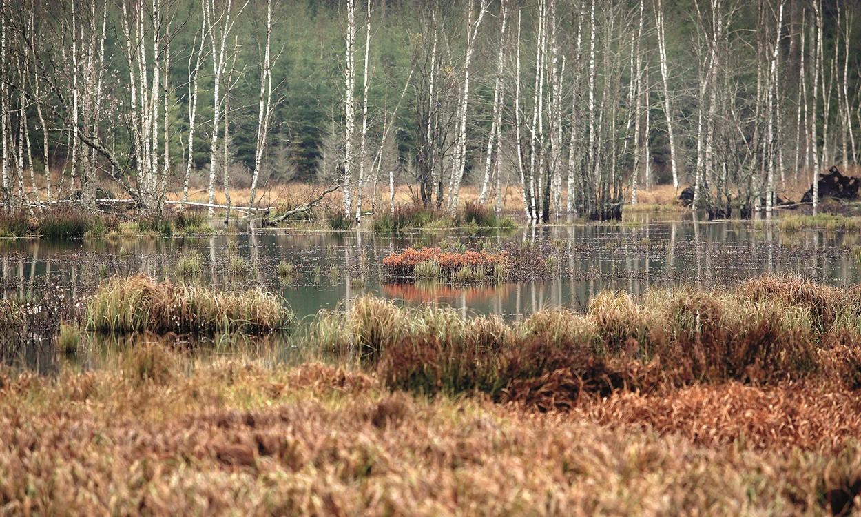 Wetlands in Sweden