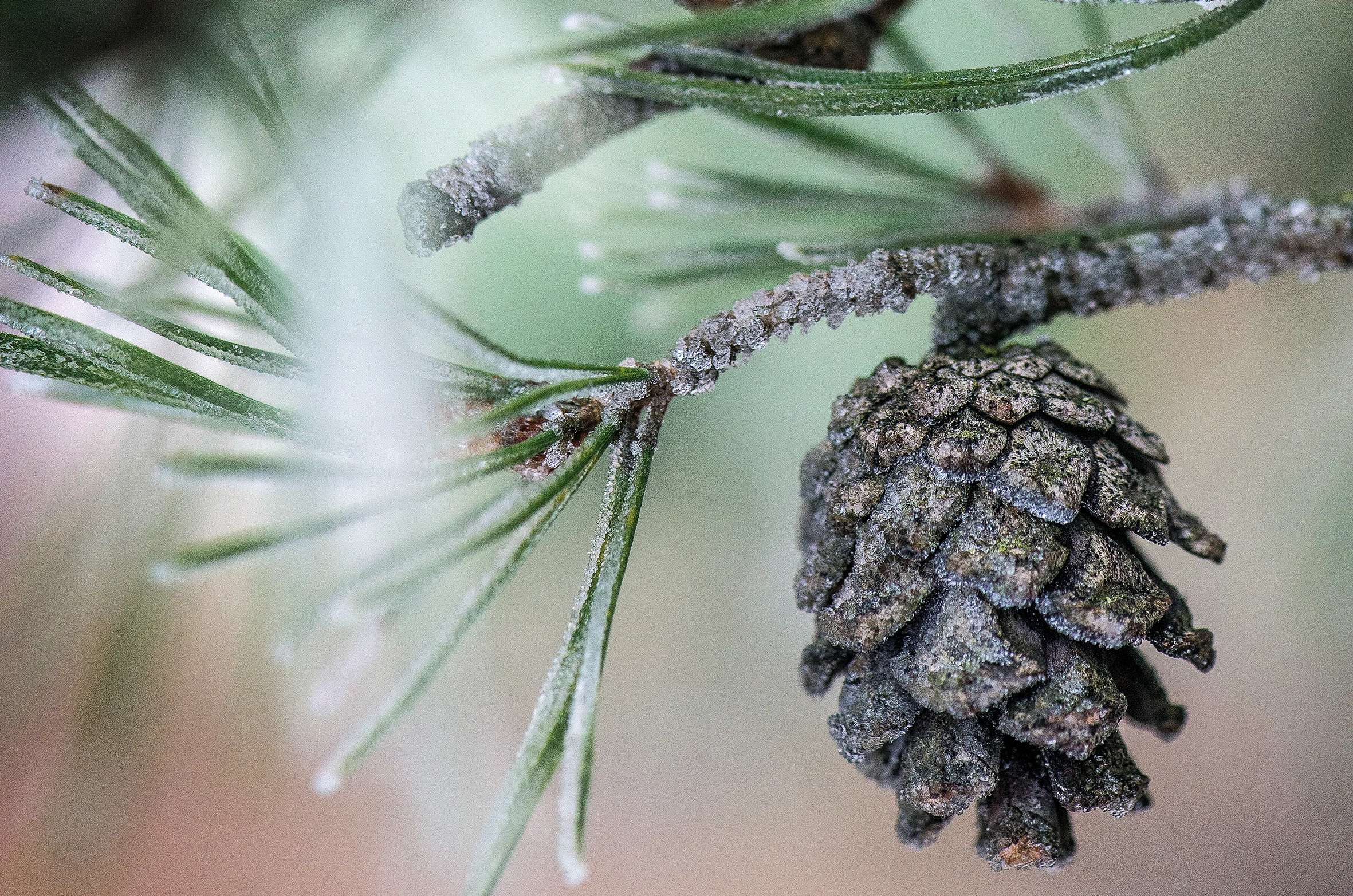  Grankottar på mossa