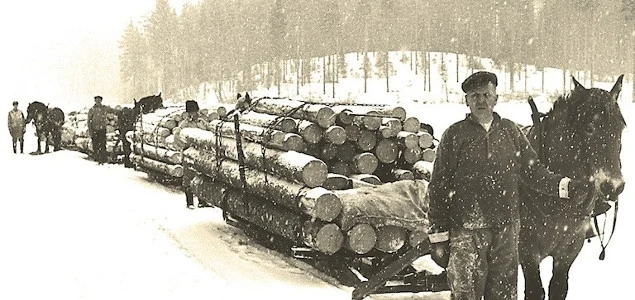 Old fashioned timber delivery