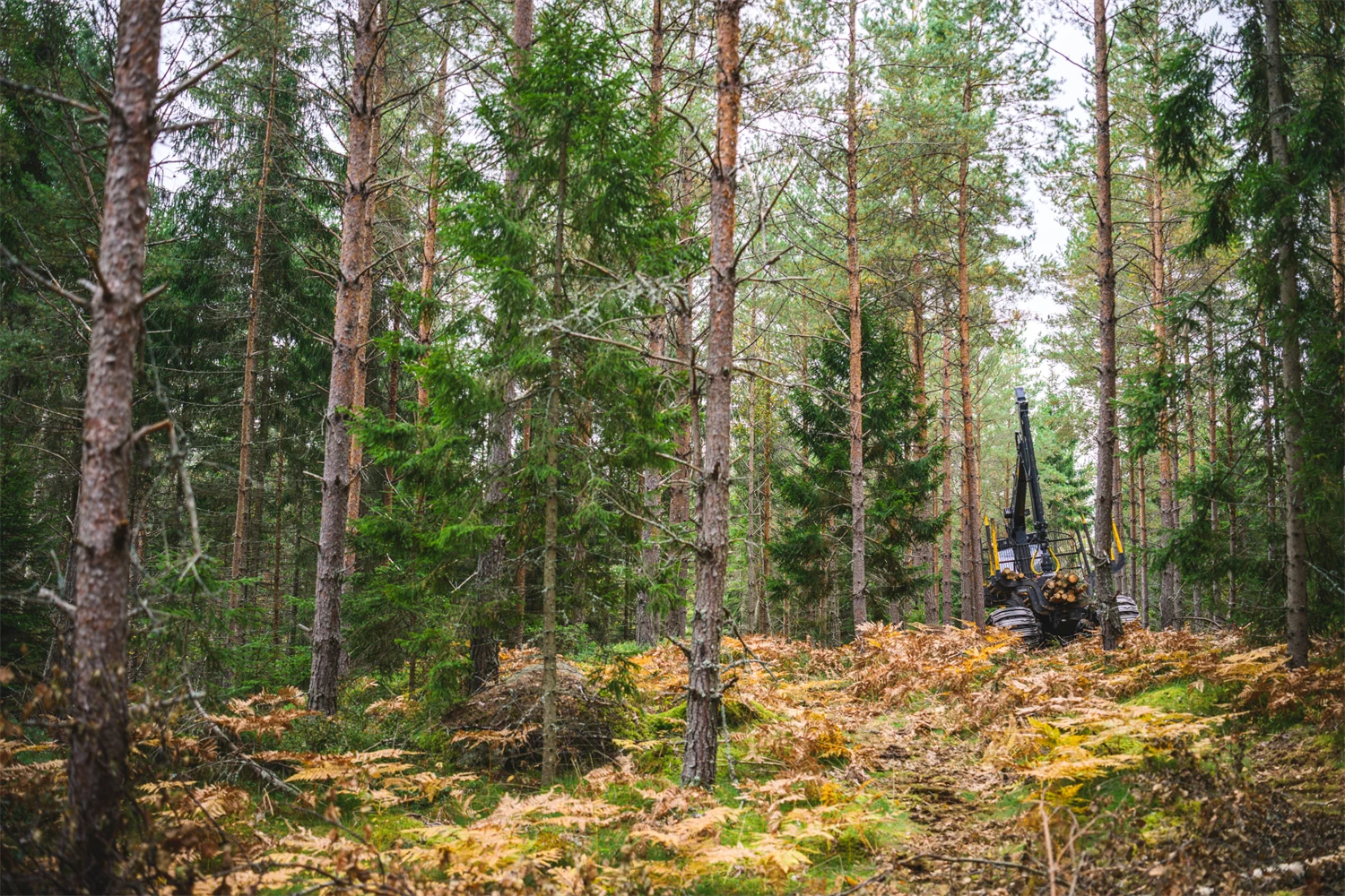 Skotare kör genom gallringsskog