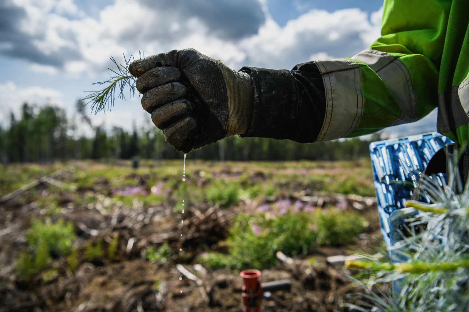 Hand som håller i en planta