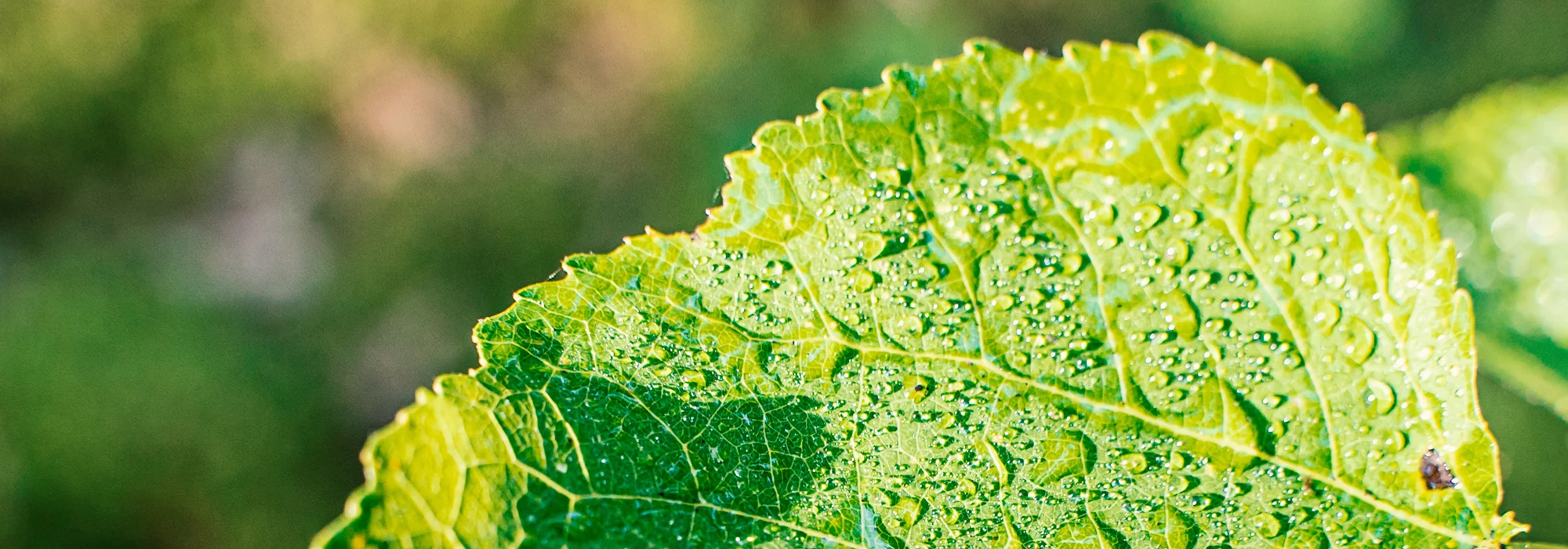 Holmen leaf in close-up