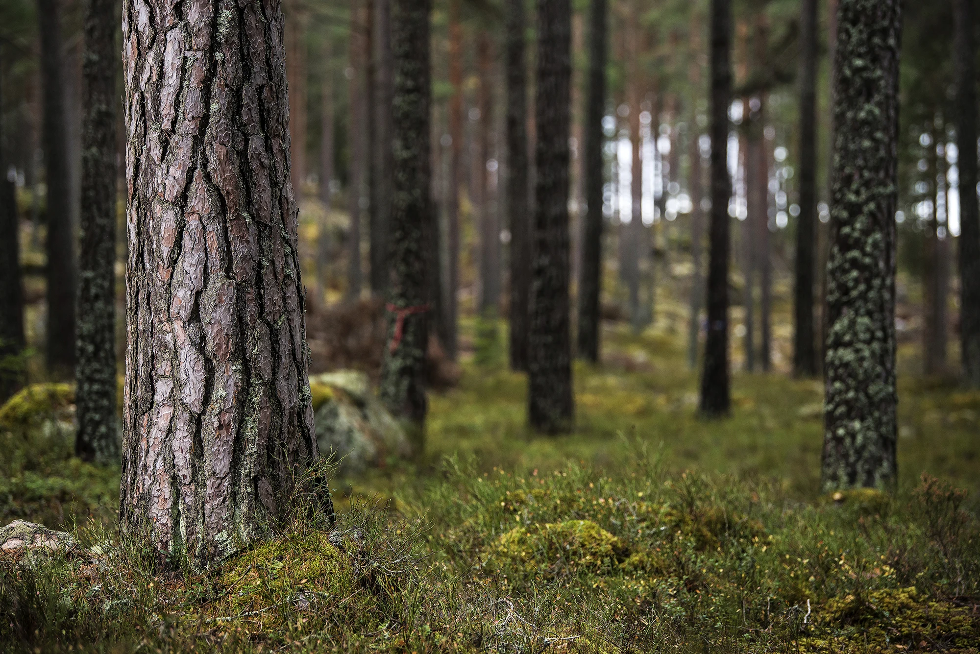 View of lake and forest