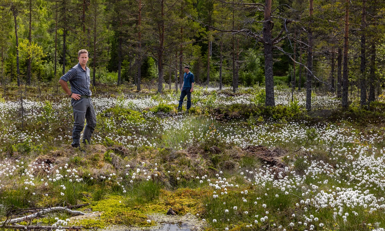 Mikael Äng standing by a restored wetland