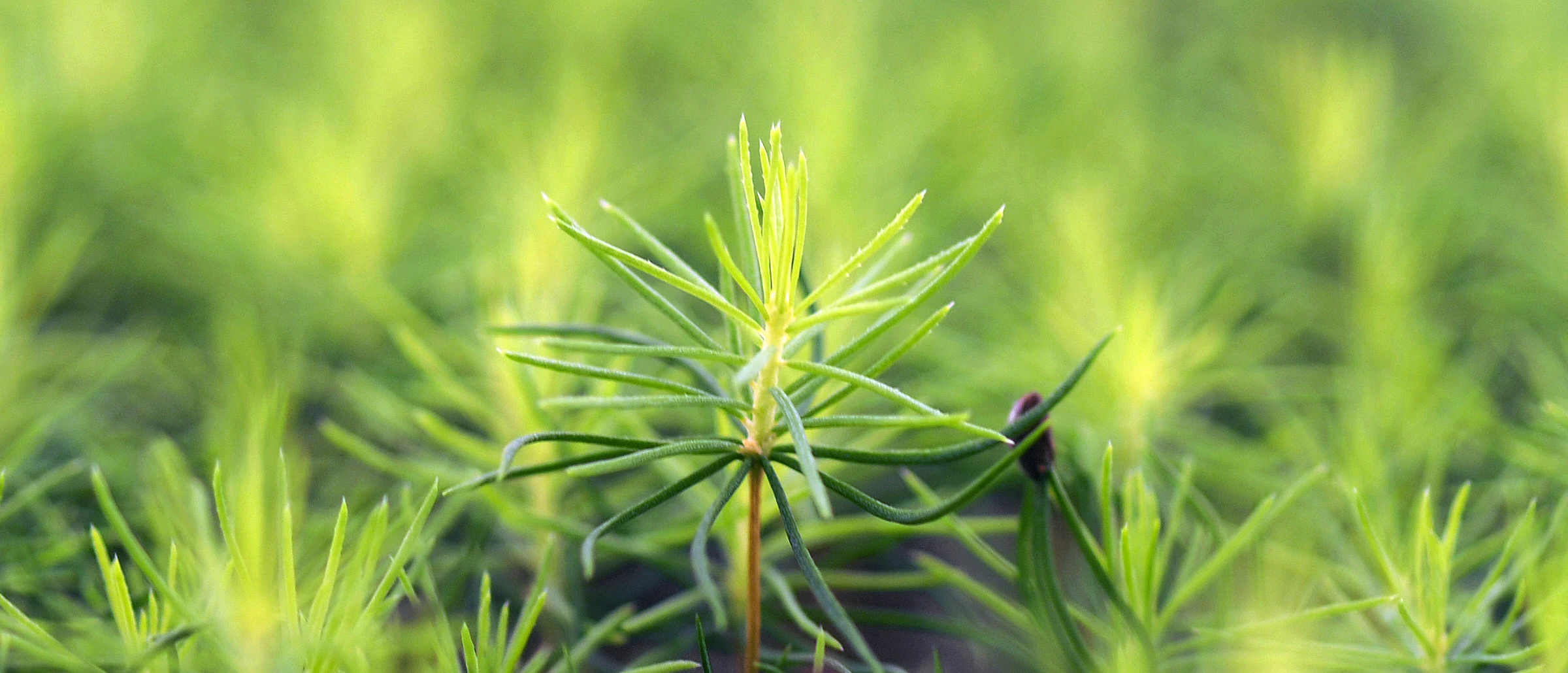 Tree plants with one in focus