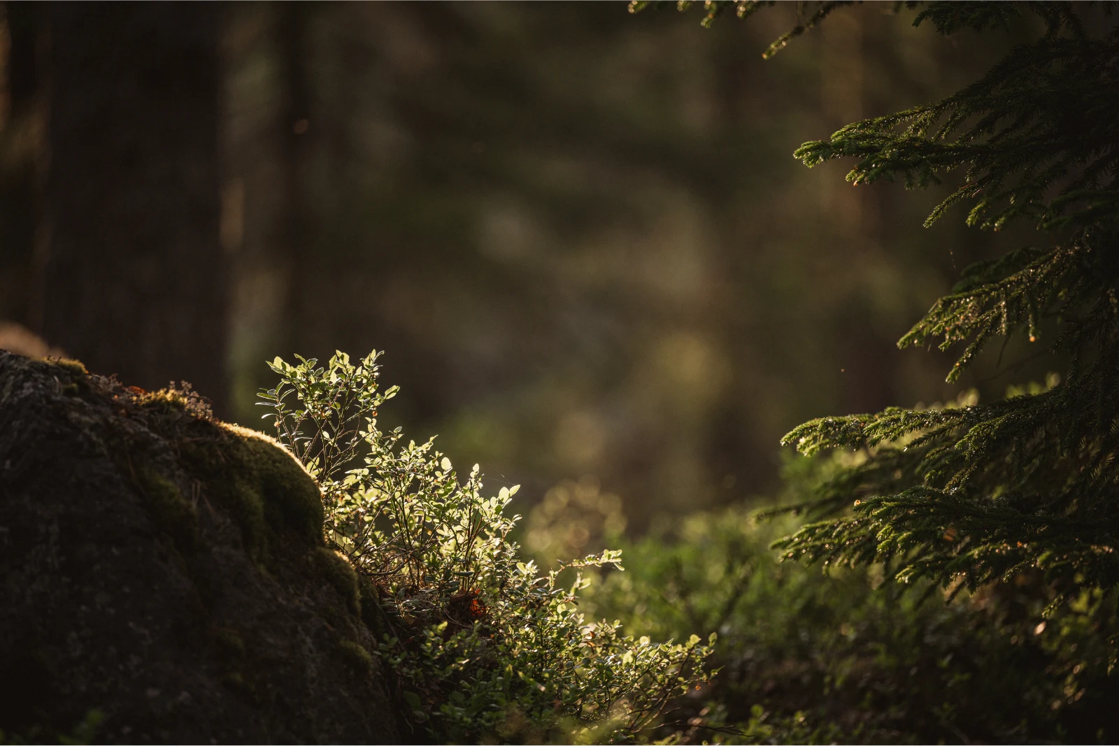 Person som sitter på en frostig högstubbe 