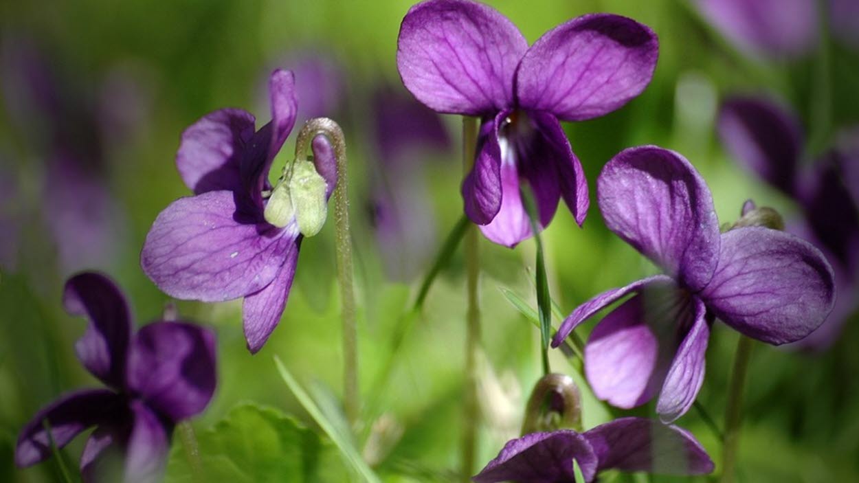 En lila viol blomma