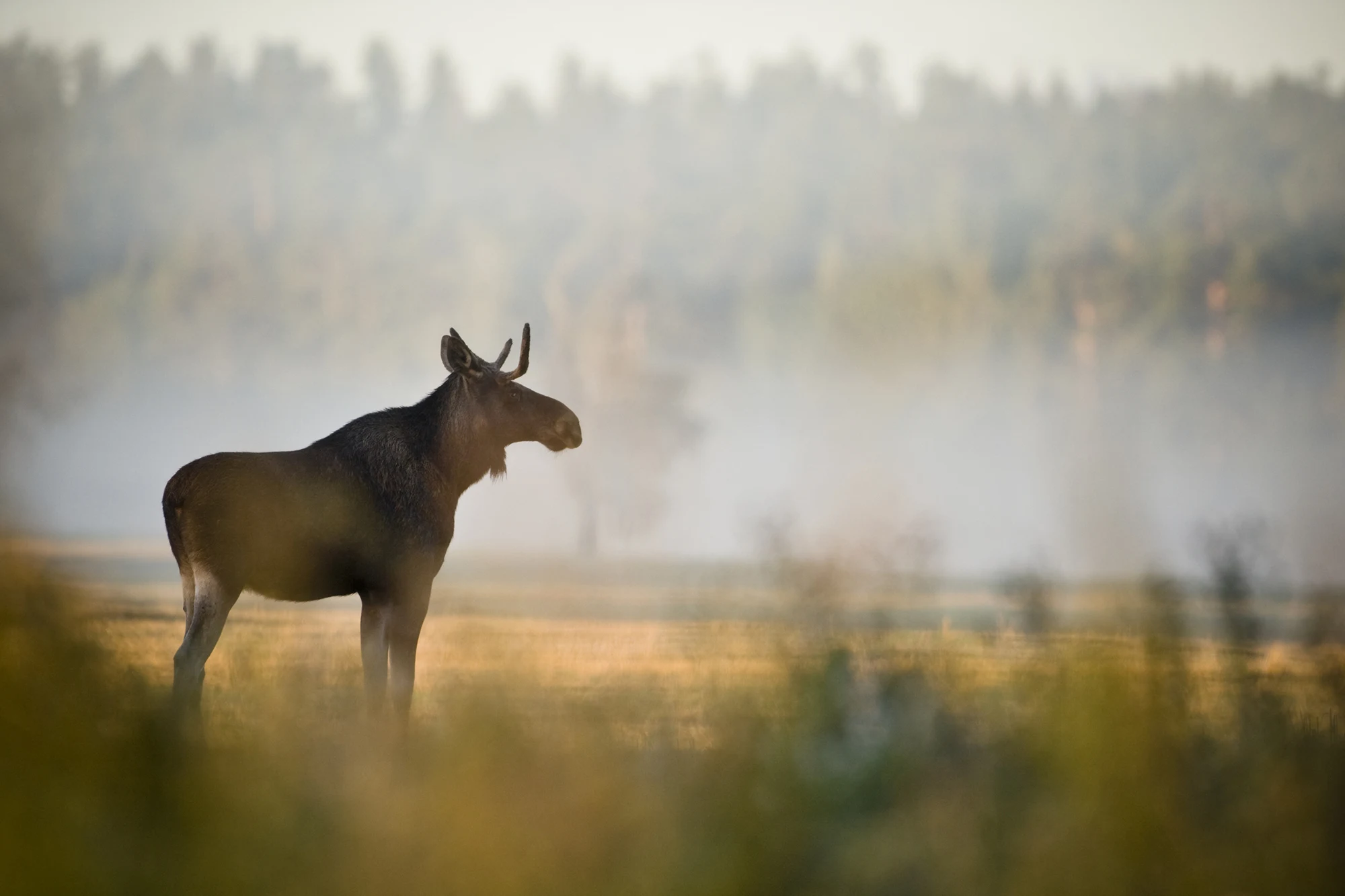 En älg står på en åker med skog i bakgrunden