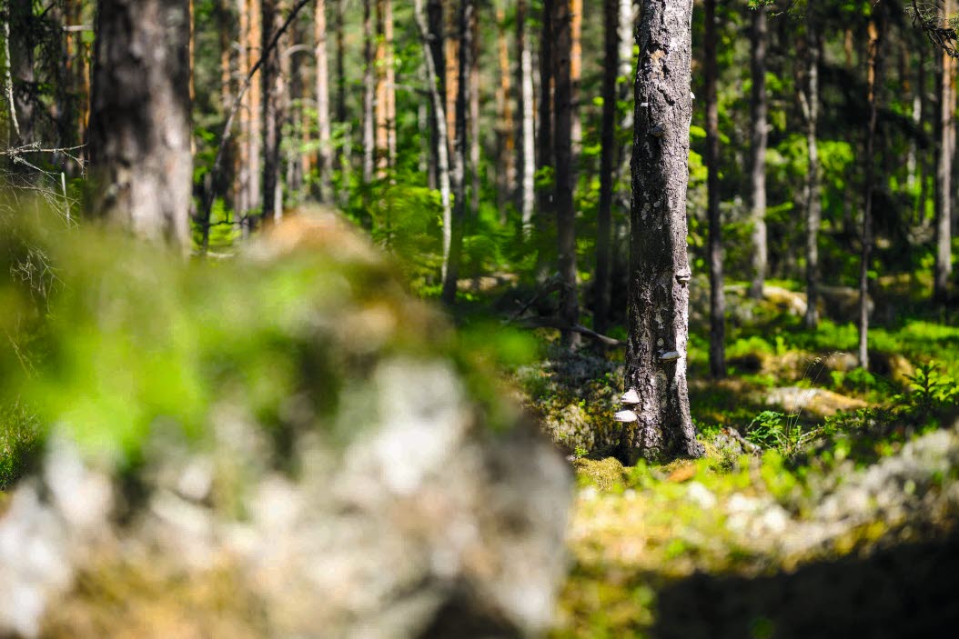 Träd med tickor klassas alltid som naturvärdesträd.