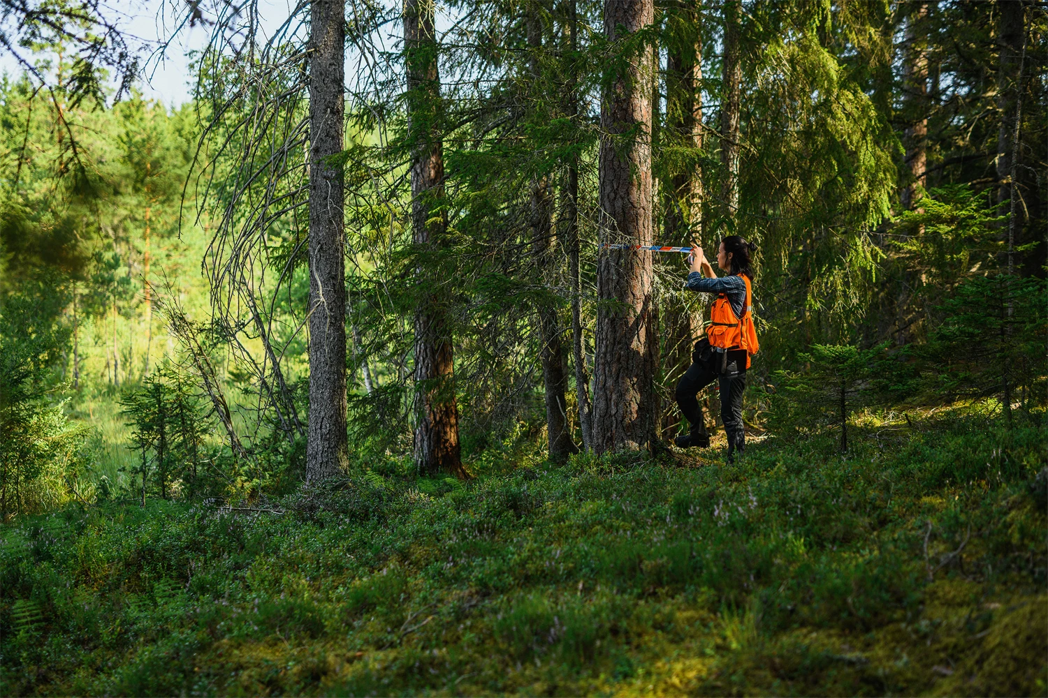 Traktplanerare i skogen märker ut naturhänsyn med snitslar på träden