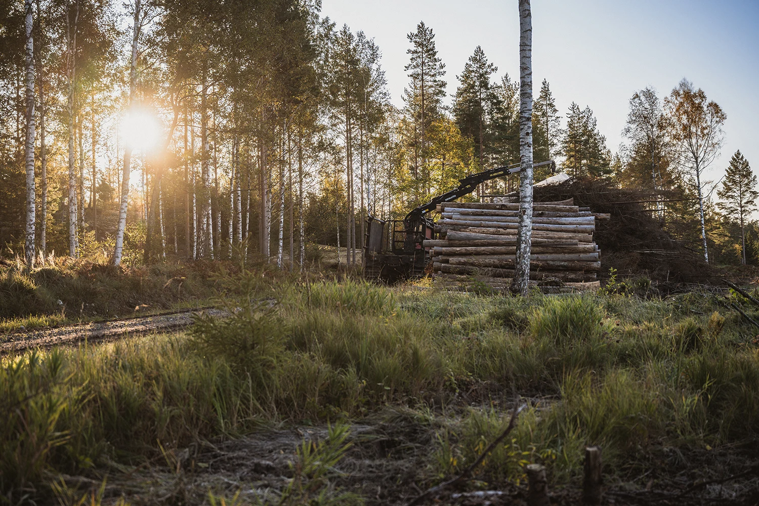 Person som går i skogen i motljus
