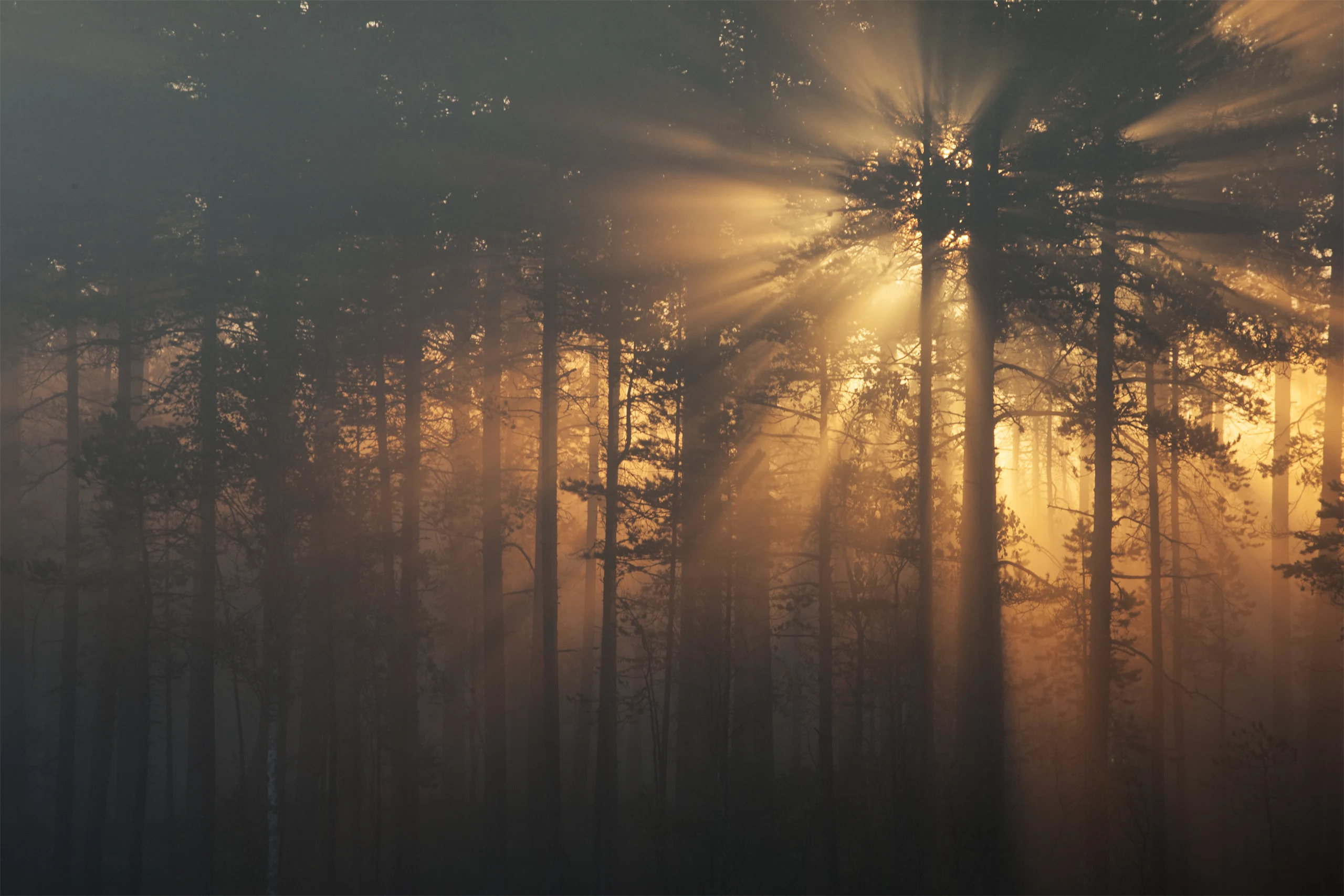Skog i dimma och gryningsljus