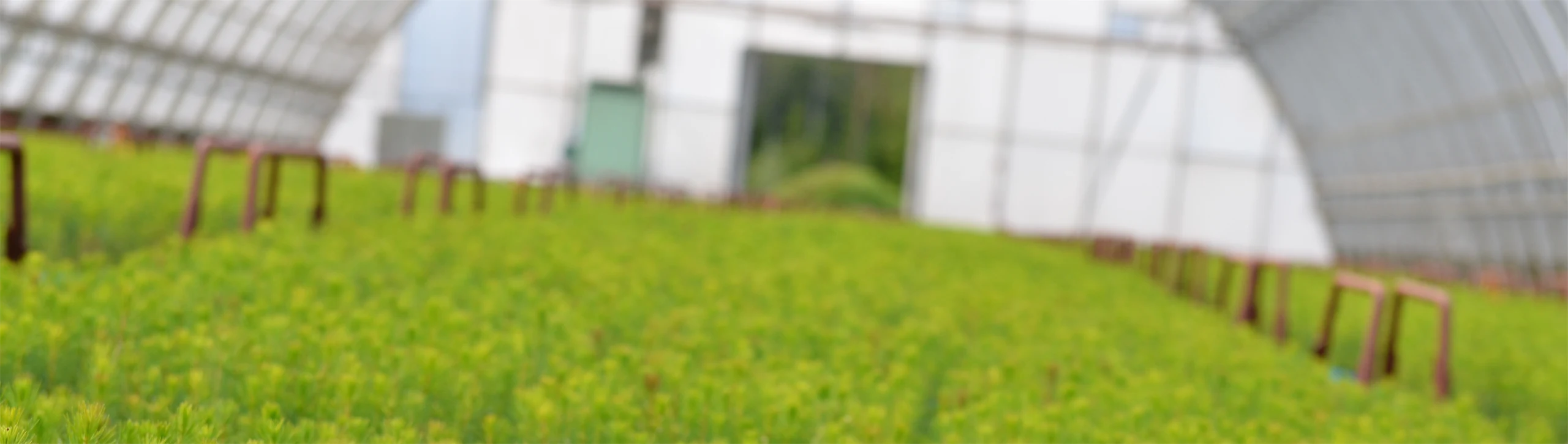 Plant nursery in Gideå