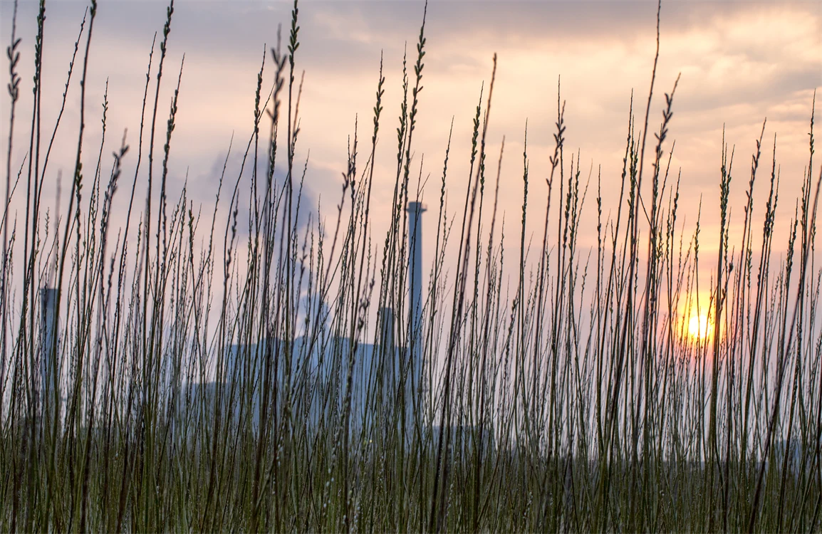 Willow in front of biomass boiler, Workington