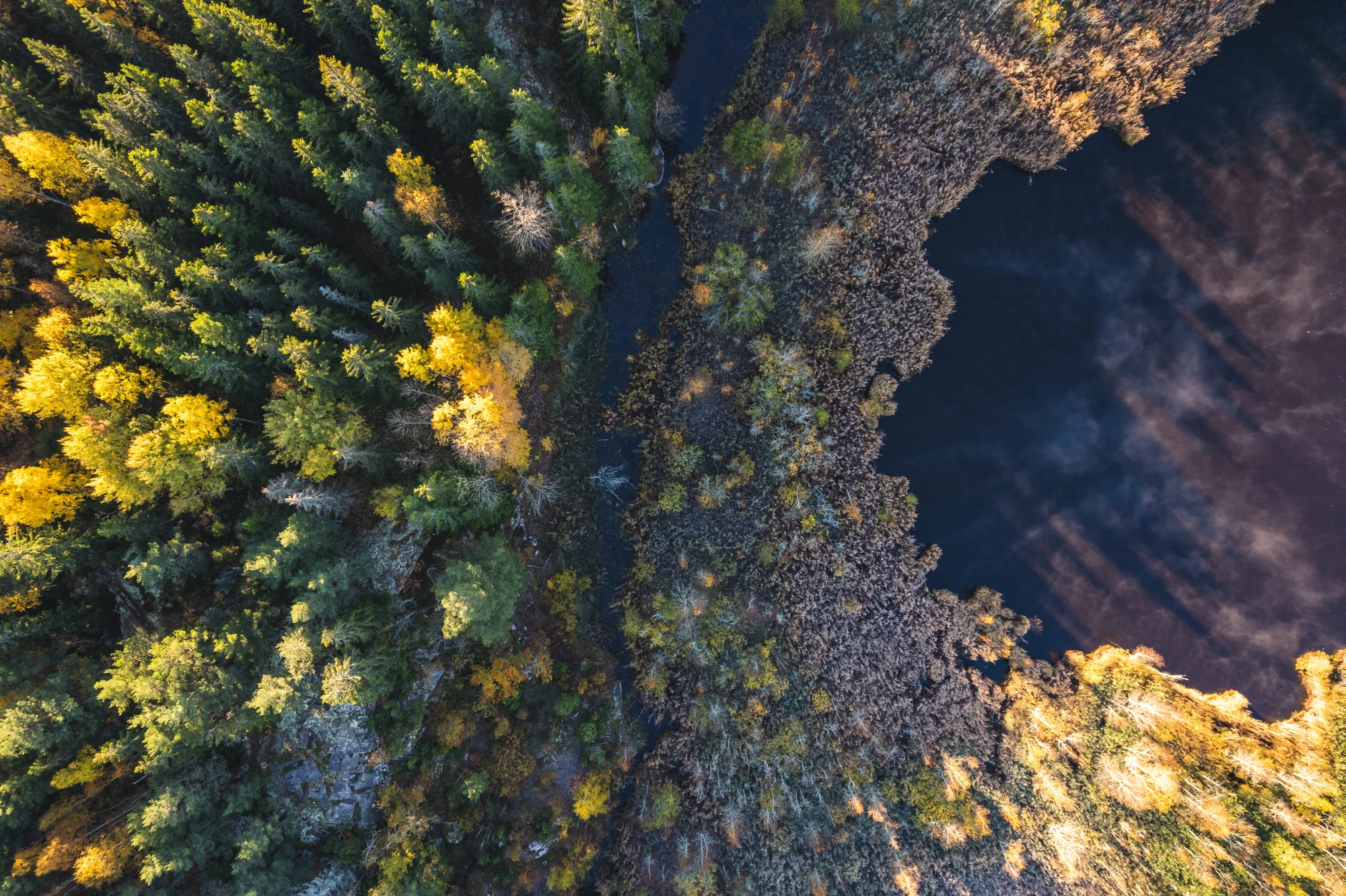 Skog och skogsbilväg sedd från ovan.
